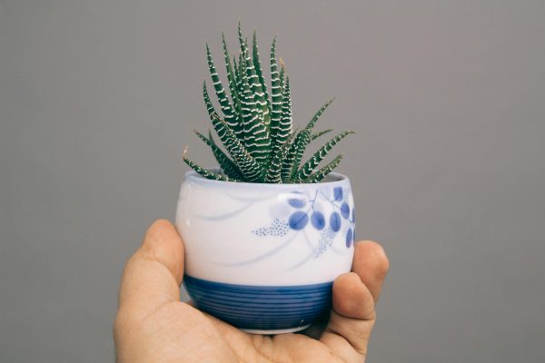 Hand holding aloe vera plant