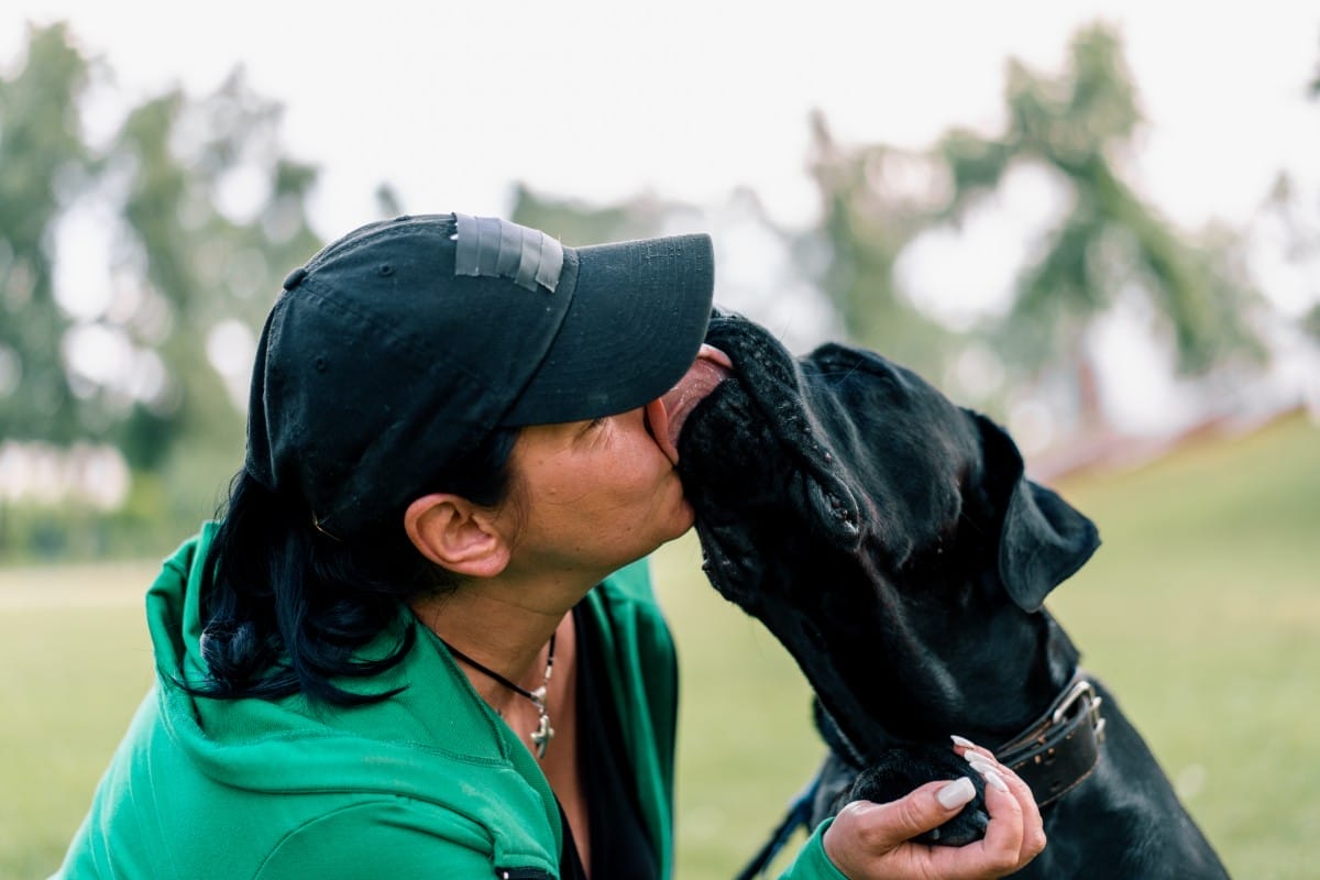 portrait of a black cane corso large breed dog on a walk in the park, licking the tongue of the pet trainer in nature