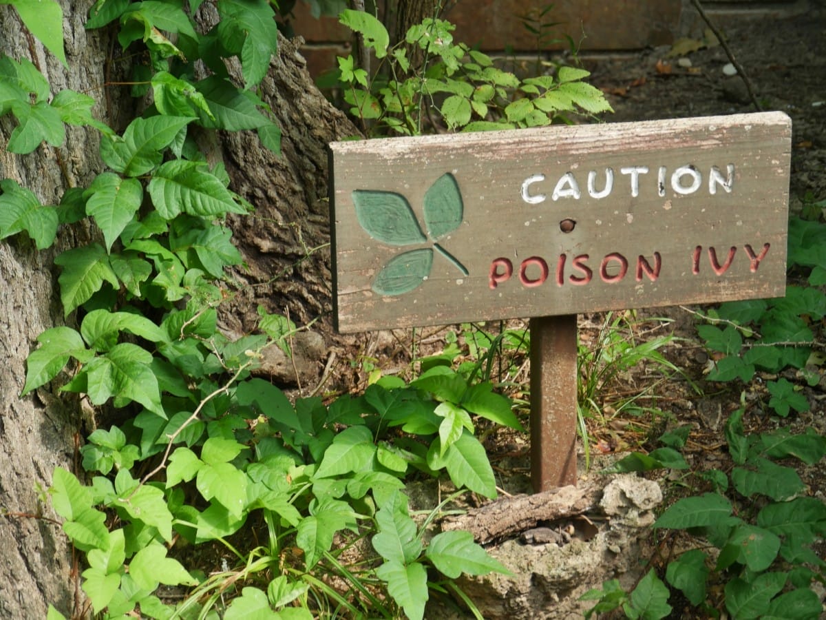 wooden sign warning of poison ivy in a wooded area,