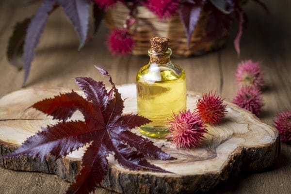 castor oil bottle with castor fruits, seeds and leaf. ricinus co