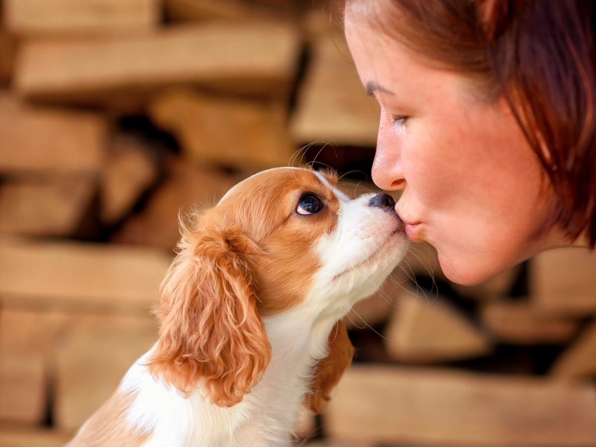 dog puppy 3 months old cavalier king charles spani 2023 11 27 05 14 12 utc