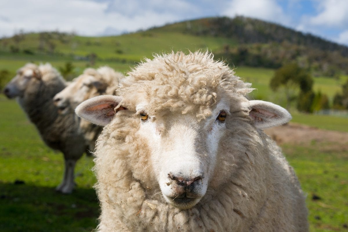 grazing sheep