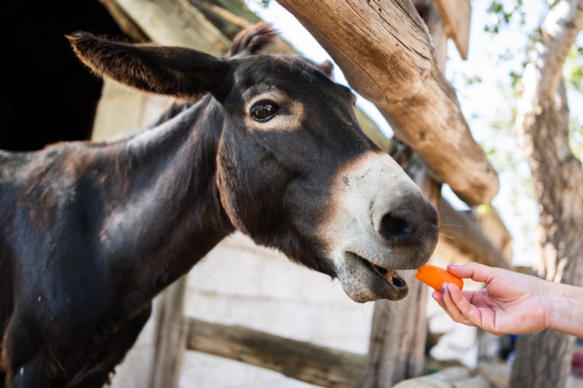 hand of a woman feeding a donkey through a fence o 2023 11 27 05 20 01 utc