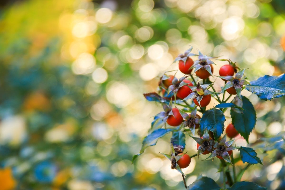 vibrant red rose hip blooms in the center of a lush green bush