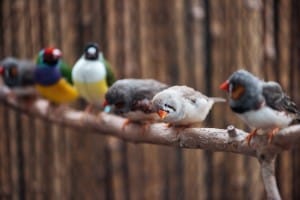 selective focus of cute and colorful exotic birds on wooden branch