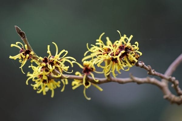 witch hazel