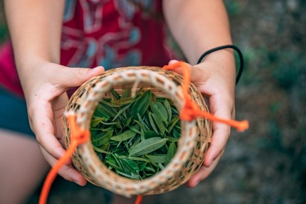 woman hands holding freshly collected green tea leaves