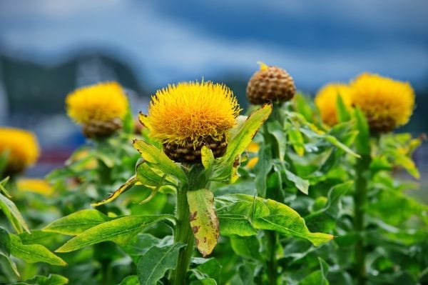 closeup of yellow flowers against blurred background