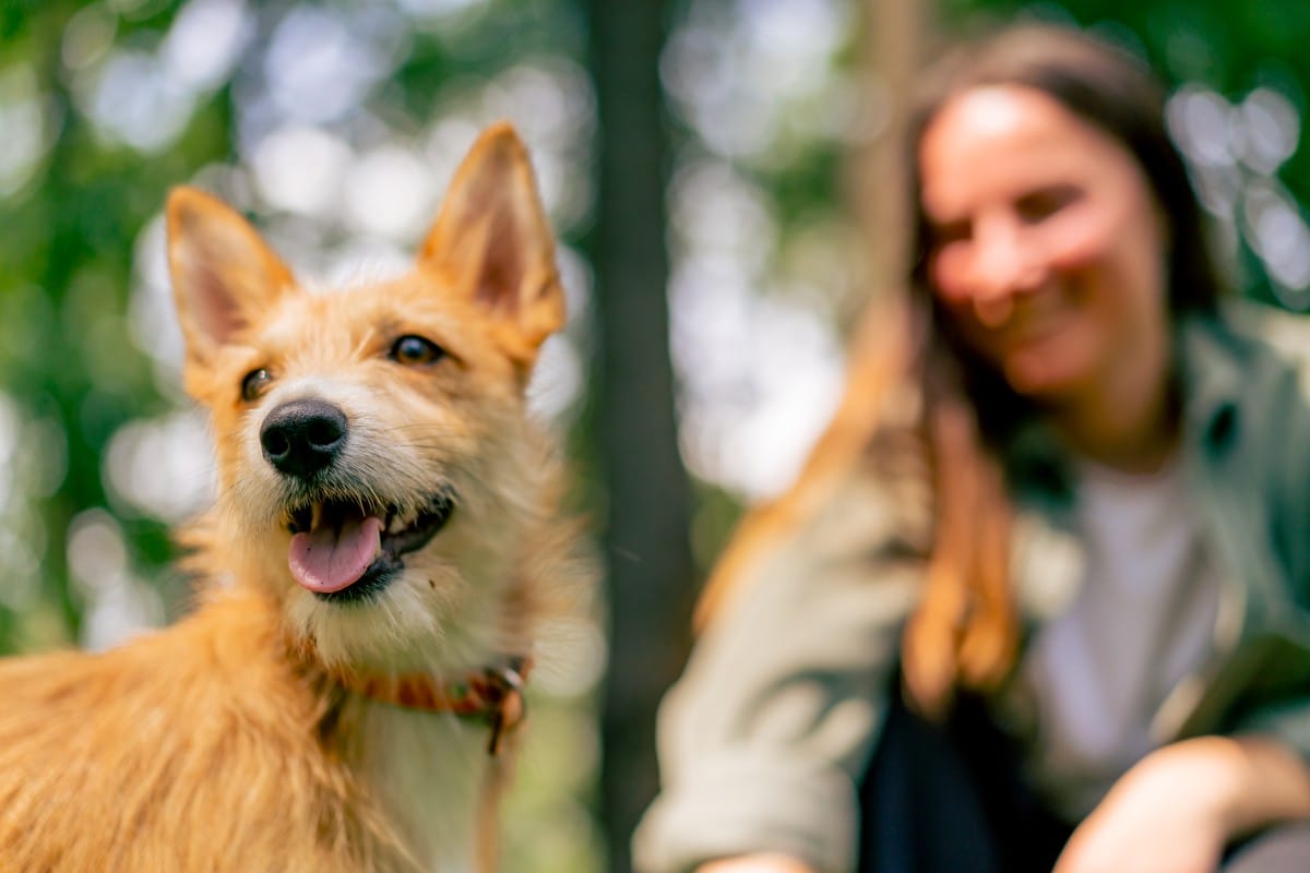 a young girl walking in the park with her dog, playing with a stick and teasing him with it close up of the animal