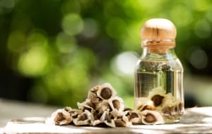 moringa seeds and oil on nature background.