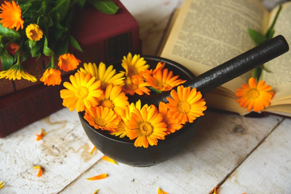 bouquet of calendula