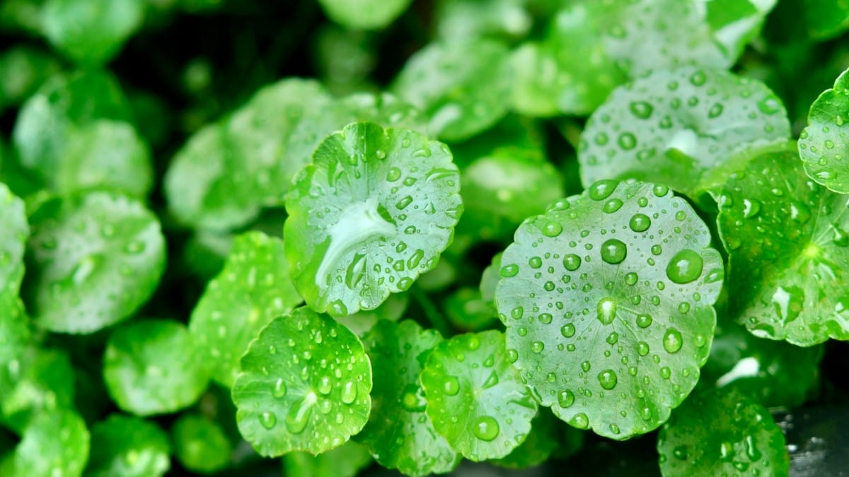 closeup of centella asiatica with raindrops on it 2023 11 27 05 31 43 utc