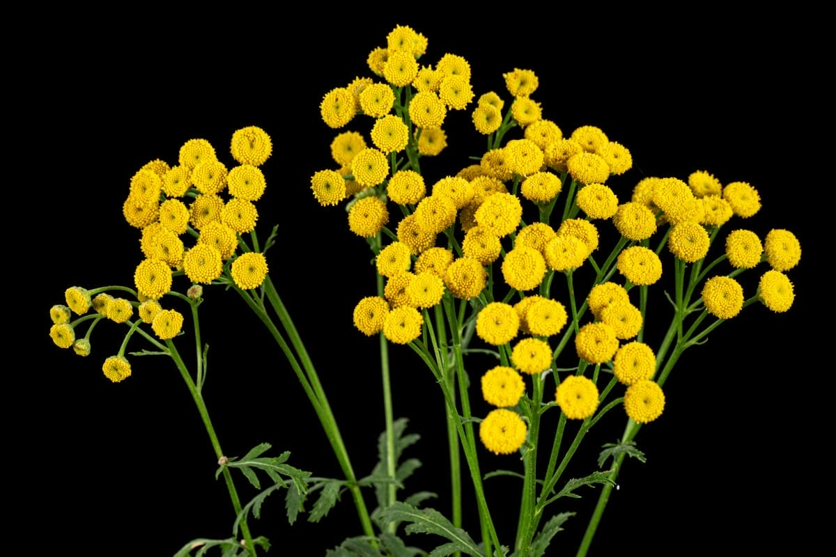 flowers the medicinal plant of tansy, lat. tanacetum vulgare, is