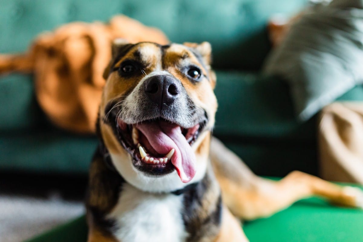 happy tricolor bulldog rescue pitbull mutt looking 2023 11 27 05 34 35 utc