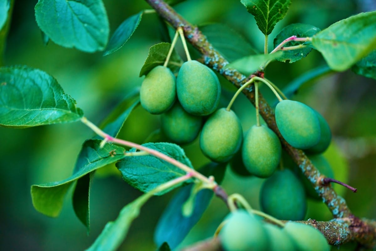 ripening green plums ripening green plums handing 2023 11 27 05 32 10 utc