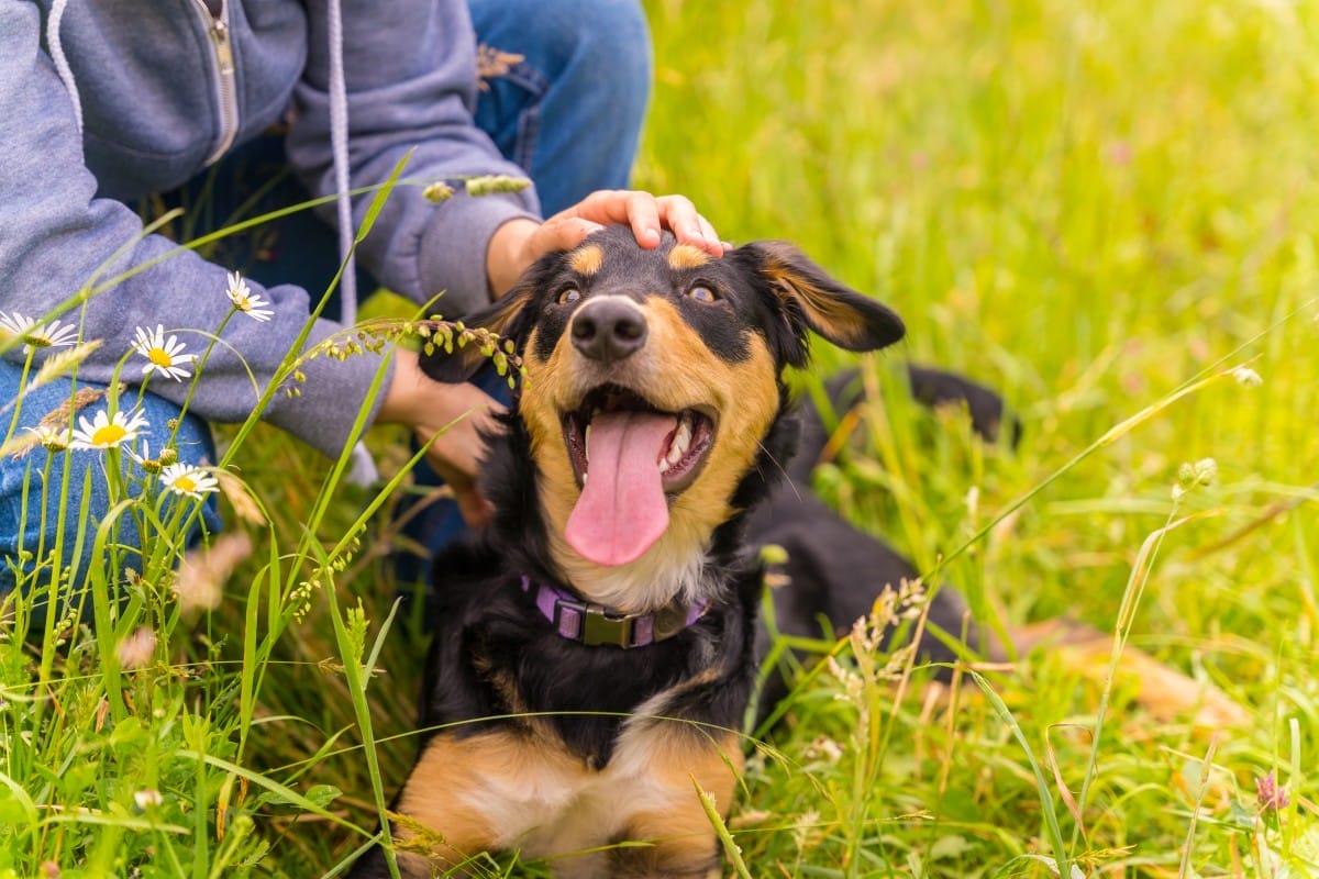 un lindo perro con la boca abierta y la lengua sentado en un soleado día de primavera en un prado de flores