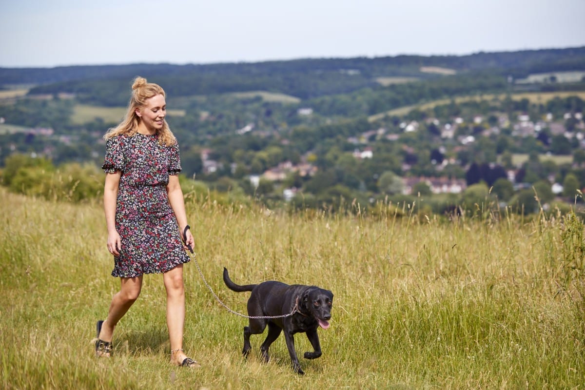 woman exercising pet labrador dog on leash in summer countryside