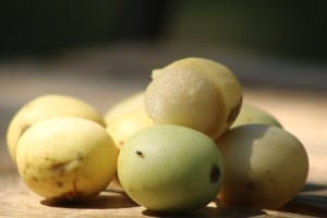 african marula fruits