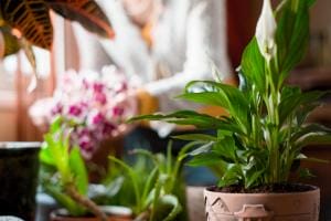 spathiphyllum in the greenhouse on the blurred ba 2024 09 30 02 24 48 utc