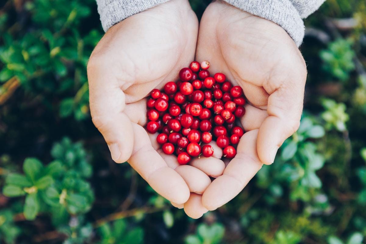 Hands holding red berries over lush green foliage