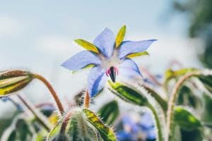 Close-up of blue star-shaped borage flower