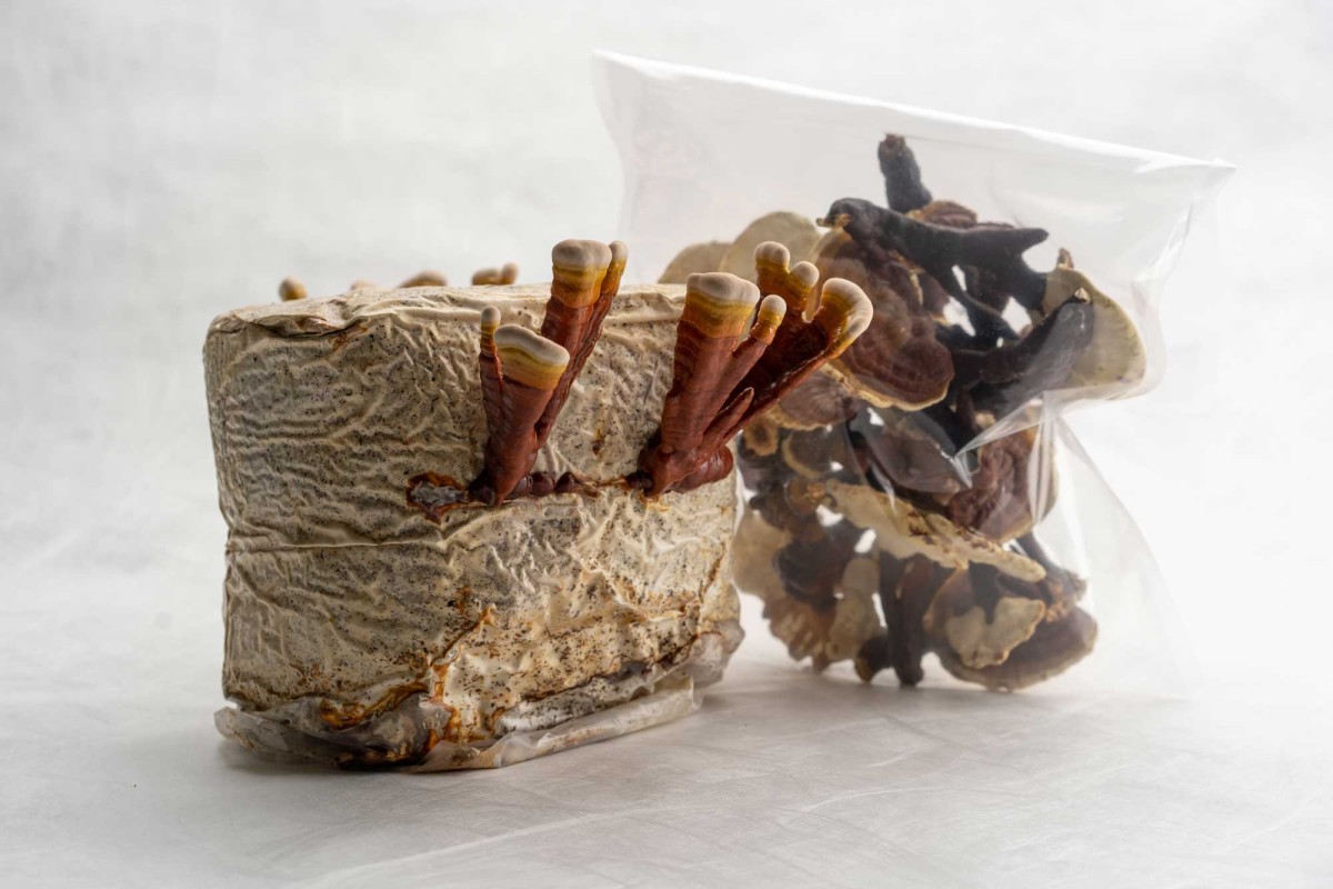 Mushroom cultivation block and dried mushrooms in bag