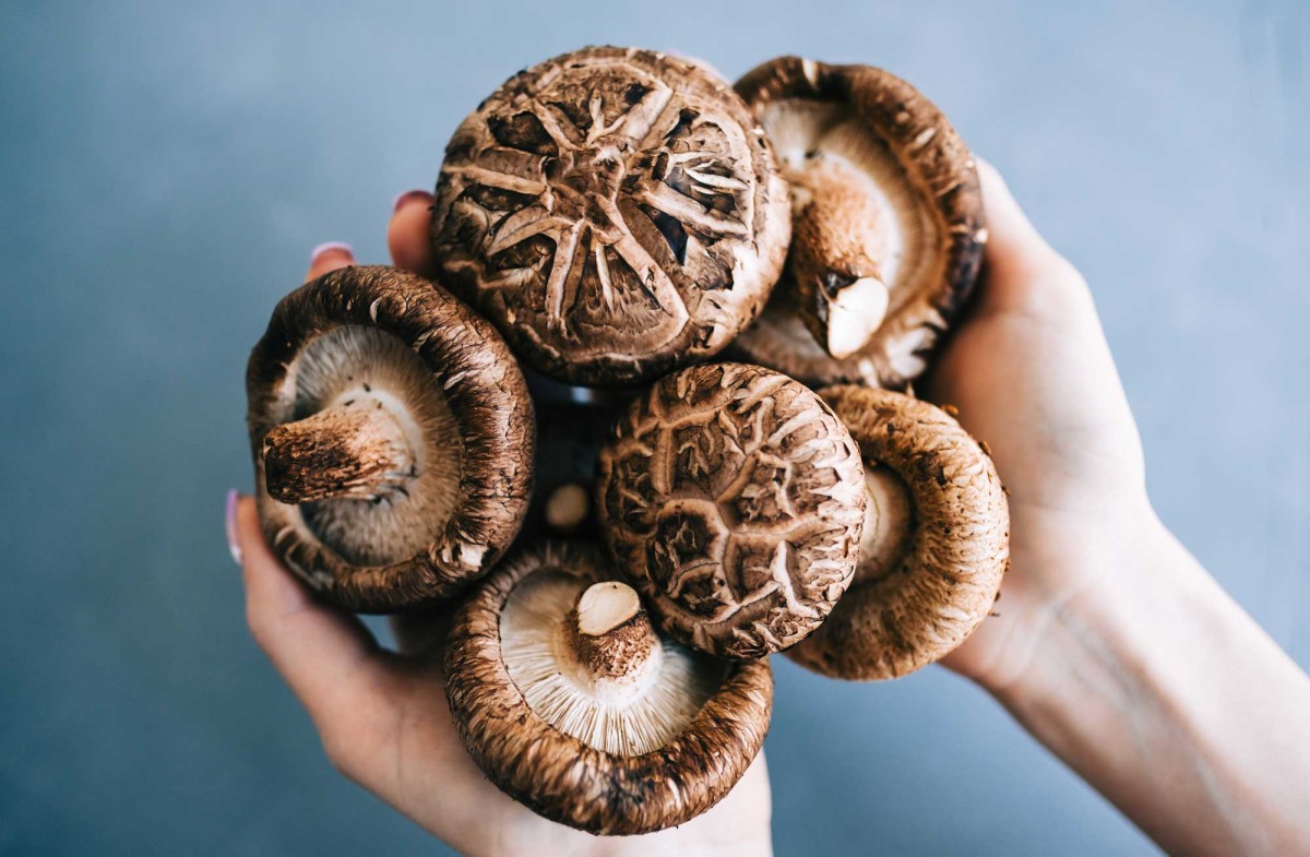 Hand holding fresh shiitake mushrooms against blue background