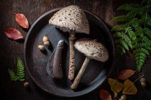 Vintage mushrooms and knife on rustic wooden backdrop