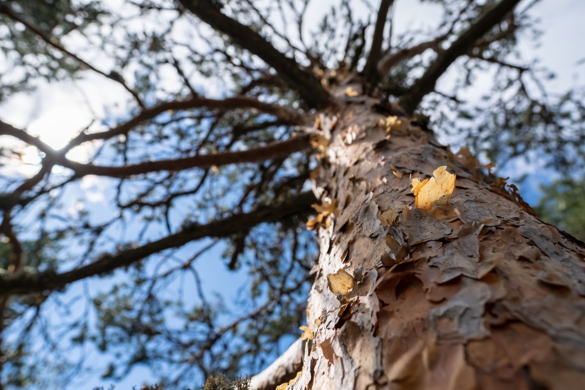 Vertical view up peeling bark of sunlit tree trunk