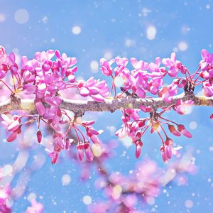 Pink flowering tree branch under bright blue sky