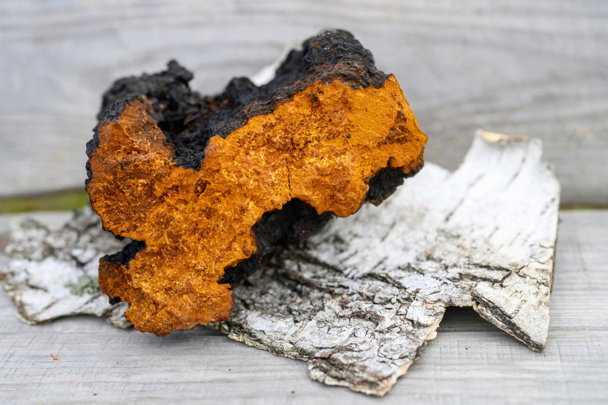 Vibrant orange chaga mushroom on birch bark